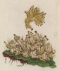 Пепельно-серый печёночный мох (Lichen cinereus (лат.)) (лист 336 "Гербария" Элизабет Блеквелл, изданного в Нюрнберге в 1757 году)