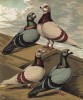 Вверху: голуби короткомордые, или антверпенские (голубой и серебристо-коричневый). Внизу: голуби длинномордые, или антверпенские (серебристо-коричневый и голубой) (из знаменитой "Книги голубей..." Роберта Фултона, изданной в Лондоне в 1874 году)