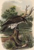 Орёл-змееяд в 1/4 натуральной величины (самый пугливый и недоверчивый по отношению к человеку пернатый хищник) (лист XLIV красивой работы Оскара фон Ризенталя "Хищные птицы Германии...", изданной в Касселе в 1894 году)