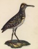 Бекас крапчатый (лист из альбома литографий "Галерея птиц... королевского сада", изданного в Париже в 1825 году)