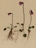 Сольданелла крохотная (Soldanella pusilla (лат.)) (из Atlas der Alpenflora. Дрезден. 1897 год. Том IV. Лист 326)