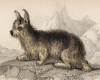 Скайтерьер (Canis Terrarius (лат.)) (лист 18 тома V "Библиотеки натуралиста" Вильяма Жардина, изданного в Эдинбурге в 1840 году)