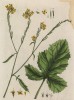 Горчица белая (Sinapis (лат.)) из семейства капустные (лист 446 "Гербария" Элизабет Блеквелл, изданного в Нюрнберге в 1760 году)