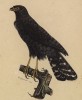 Чёрный ястреб (лист из альбома литографий "Галерея птиц... королевского сада", изданного в Париже в 1822 году)