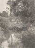 Лесной пруд. Репродукция фотографии Густава Р. Майера.  