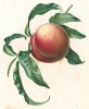Персик из Flore pittoresque dediée Aux Dames par A. Chazal... Париж. 1820 год. В 2000 году комплект этих лучших в истории французской книги начала XIX века ботанических иллюстраций был продан на аукционе "Кристи" за 209.462 $