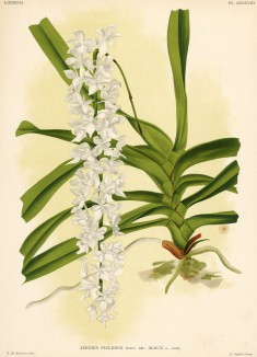 Орхидея AERIDES FIELDINGI (лат.) (лист DXXXVIII Lindenia Iconographie des Orchidées - обширнейшей в истории иконографии орхидей. Брюссель, 1896)