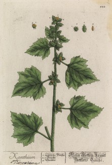 Дурнишник обыкновенный (ежовник, дуркоман) (Xanthium (лат.)) -- травянистое однолетнее растение из семейства астровые (лист 444 "Гербария" Элизабет Блеквелл, изданного в Нюрнберге в 1760 году)