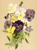 Фиалка рогатая гибридная (Viola cornuta hybrida). Многолетники наиболее красивые и пригодные для садовой культуры. Санкт-Петербург, 1913