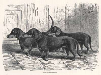 Группа такс из "Книги собак" Веро Шоу, изданной в Лондоне в 1881 году