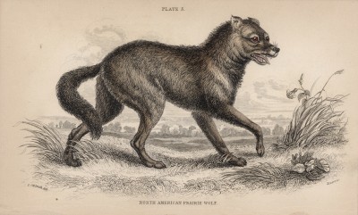 Волк североамериканских прерий (Lyciscus Latrans (лат.)). Этот волк либо исчез, либо полковник Смит перепутал его с койотом (лист 5 тома IV "Библиотеки натуралиста" Вильяма Жардина, изданного в Эдинбурге в 1839 году)