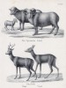 Семейство испанского барана и пара косуль (лист 70 первого тома работы профессора Шинца Naturgeschichte und Abbildungen der Menschen und Säugethiere..., вышедшей в Цюрихе в 1840 году)