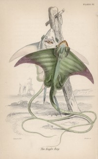Обыкновенный скат-орляк (Myliobatis aquila (лат.)) (лист 32 XXXIII тома "Библиотеки натуралиста" Вильяма Жардина, изданного в Эдинбурге в 1843 году)