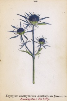 Синеголовник аметистовый (Eryngium amethystinum (лат.)) (лист 189 известной работы Йозефа Карла Вебера "Растения Альп", изданной в Мюнхене в 1872 году)