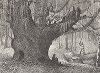 Старый дуб в окрестностях реки Эшли-ривер, штат Южная Каролина. Лист из издания "Picturesque America", т.I, Нью-Йорк, 1872.