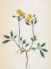 Солнцецвет альпийский (Helianthemum oelandieum (лат.)) (лист 72 известной работы Йозефа Карла Вебера "Растения Альп", изданной в Мюнхене в 1872 году)