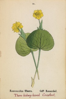 Лютик татранский (Ranunculus thora (лат.)) (лист 21 известной работы Йозефа Карла Вебера "Растения Альп", изданной в Мюнхене в 1872 году)