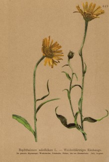 Буфтальмум иволистный (Buphtalmum salicifolium (лат.)) (из Atlas der Alpenflora. Дрезден. 1897 год. Том V. Лист 449)