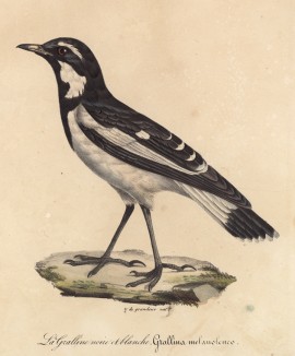 Жаворонок (лист из альбома литографий "Галерея птиц... королевского сада", изданного в Париже в 1825 году)