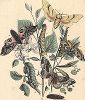 Бабочки-бражники: липовый, тополевый и др. "Книга бабочек" Фридриха Берге, Штутгарт, 1870. 
