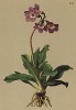 Примула карниольская (Primula carniolica (лат.)) (из Atlas der Alpenflora. Дрезден. 1897 год. Том IV. Лист 303)