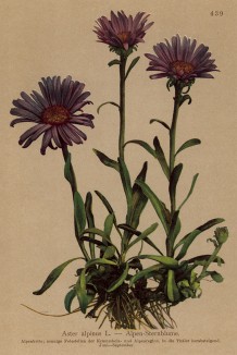 Астра альпийская (Aster alpinus (лат.)) (из Atlas der Alpenflora. Дрезден. 1897 год. Том V. Лист 439)