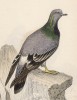 Сизый голубь (Columba livia (лат.)) (лист 12 тома XIX "Библиотеки натуралиста" Вильяма Жардина, изданного в Эдинбурге в 1843 году)