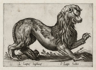 Скифский волк (лист из альбома Nova raccolta de li animali piu curiosi del mondo disegnati et intagliati da Antonio Tempesta... Рим. 1651 год)