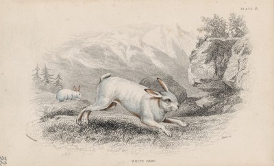 Заяц-русак (Lepus variabilis (лат.)) (лист 31 тома VII "Библиотеки натуралиста" Вильяма Жардина, изданного в Эдинбурге в 1838 году)