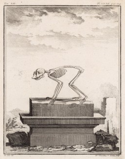 Скелетик (лист XVII иллюстраций к тринадцатому тому знаменитой "Естественной истории" графа де Бюффона, изданному в Париже в 1765 году)