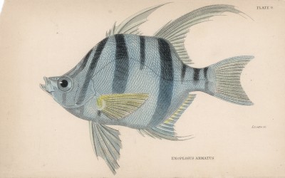 Австралийский энопс (Enoplossus armatus (лат.)) (лист 9 XXIX тома "Библиотеки натуралиста" Вильяма Жардина, изданного в Эдинбурге в 1835 году