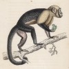 Большеголовый сапажу (Cebus monachus (лат.)) из Южной Америки (лист 22 тома II "Библиотеки натуралиста" Вильяма Жардина, изданного в Эдинбурге в 1833 году)