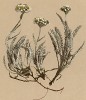 Тысячелистник карликовый (Achillea nana (лат.)) (из Atlas der Alpenflora. Дрезден. 1897 год. Том V. Лист 453)