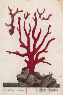 Красный коралл (Corallum rubrum (лат.)), который часто называют «кровавой пеной» или «цветком крови» (лист 341a "Гербария" Элизабет Блеквелл, изданного в Нюрнберге в 1757 году)
