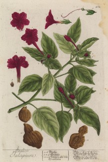 Мирабилис ялапа (Mirabilis jalapa (лат.)) из семейства никтагиновые, родом из Перу (лист 404 "Гербария" Элизабет Блеквелл, изданного в Нюрнберге в 1760 году)