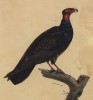 Гриф-индейка (Cathartes aura (лат.)) (лист из альбома литографий "Галерея птиц... королевского сада", изданного в Париже в 1822 году)