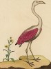 Великолепный американский фламинго (из Table des Planches Enluminées d'Histoire Naturelle de M. D'Aubenton (фр.). Утрехт. 1783 год (лист 63))