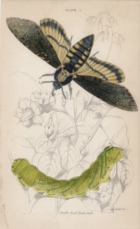 Бражник «мёртвая голова» (Death head Hawk-moth (англ.)) (лист 5 тома XL "Библиотеки натуралиста" Вильяма Жардина, изданного в Эдинбурге в 1843 году)