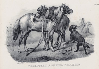 Ездовые лошади из Пикардии (лист 42 первого тома работы профессора Шинца Naturgeschichte und Abbildungen der Menschen und Säugethiere..., вышедшей в Цюрихе в 1840 году)