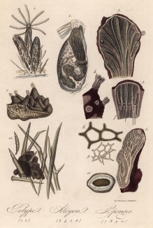 Коралловые полипы и губки (иллюстрация к работе Ахилла Конта Musée d'histoire naturelle, изданной в Париже в 1854 году)