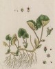 Подлесник, или копетень, или сухой водолень, или дикий перец (Asarum (лат.)) (лист 383 "Гербария" Элизабет Блеквелл, изданного в Нюрнберге в 1757 году)