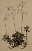 Камнеломка сердцелистная (Saxifraga cuneifolia (лат.)) (из Atlas der Alpenflora. Дрезден. 1897 год. Том II. Лист 188)