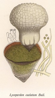 Головач круглый, Lycoperdon caelatum Bull. (лат.). Дж.Бресадола, Funghi mangerecci e velenosi, т.II, л.202. Тренто, 1933