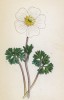 Лютик ветреничный (Ranunculus anemonoides (лат.)) (лист 12 известной работы Йозефа Карла Вебера "Растения Альп", изданной в Мюнхене в 1872 году)
