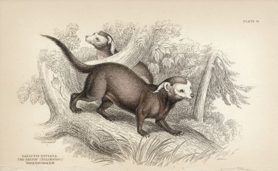 Гризоны из семейства куньих (galictis vittata (лат.)) (лист 14 тома I "Библиотеки натуралиста" Вильяма Жардина, изданного в Эдинбурге в 1842 году)