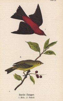 Танагра алая (Piranga erythromelas) (лист 37 известной работы Бенджамина Уоррена "Птицы Пенсильвании", иллюстрированной по мотивам оригиналов Джона Одюбона. США. 1890 год)