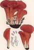 Гуепиния красная или сморчковая, ещё называют дрожалка сморчковая, Guepinia Rufa (Jacq.) Pat. (лат.). Дж.Бресадола, Funghi mangerecci e velenosi, т.II, л.198. Тренто, 1933
