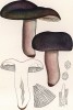 Сыроежка сине-желтая, сине-зелёная или цветная, Russula cyanoxantha Schaeff. (лат.). Дж.Бресадола, Funghi mangerecci e velenosi, т.II, л.119. Тренто, 1933