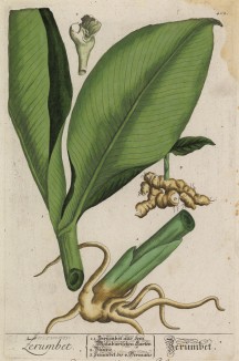Дикий широколистный имбирь (Alpinia zerumbet (лат.)) (лист 402 "Гербария" Элизабет Блеквелл, изданного в Нюрнберге в 1760 году)