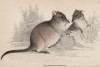 Кенгуровая крыса (Hypsiprymnus penicillatus (лат.)) (лист 17 тома VIII "Библиотеки натуралиста" Вильяма Жардина, изданного в Эдинбурге в 1841 году)